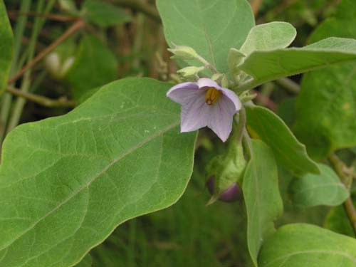 Ca phao   Solanum undatum